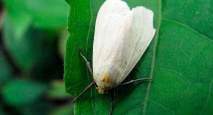 Dile adiós a las moscas blancas de tu huerto con este insecticida casero