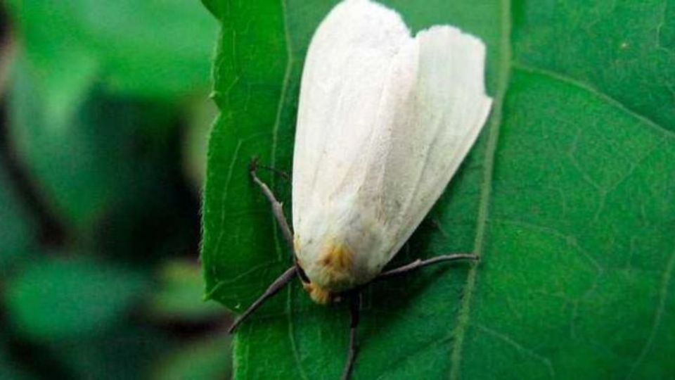 Despídete de las plagas de moscas blancas