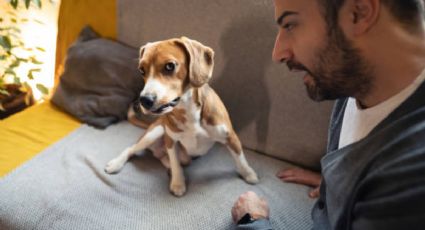 Observa a tu perro y descubre si odia a tu pareja