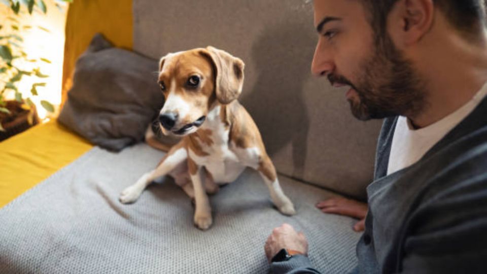 Las mascotas son parte de nuestra familia y ocupan un lugar muy importante.