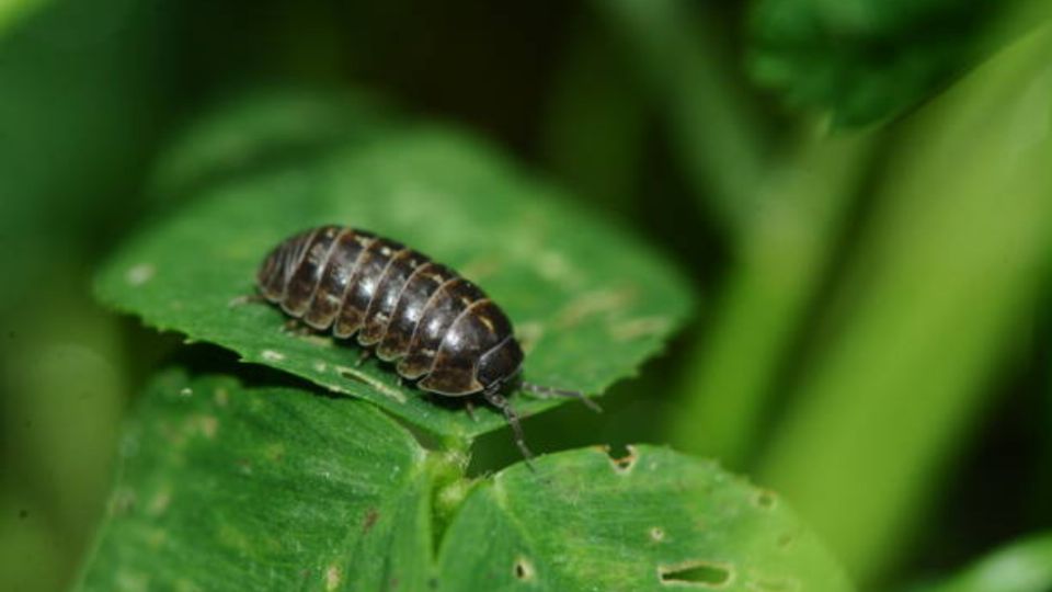 Los amantes de las plantas se han encontrado más de una vez con la cochinilla de la humedad.