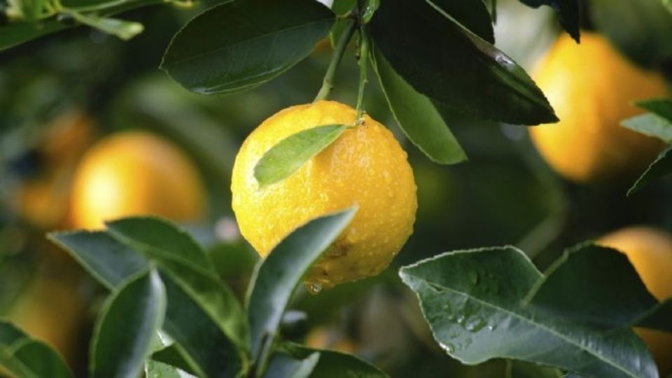 Aprende qué árboles frutales puedes tener juntos en tu hogar.