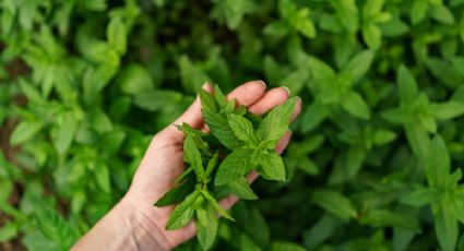 Descubre las 5 plantas medicinales que te ayudarán a reducir la glucosa en sangre