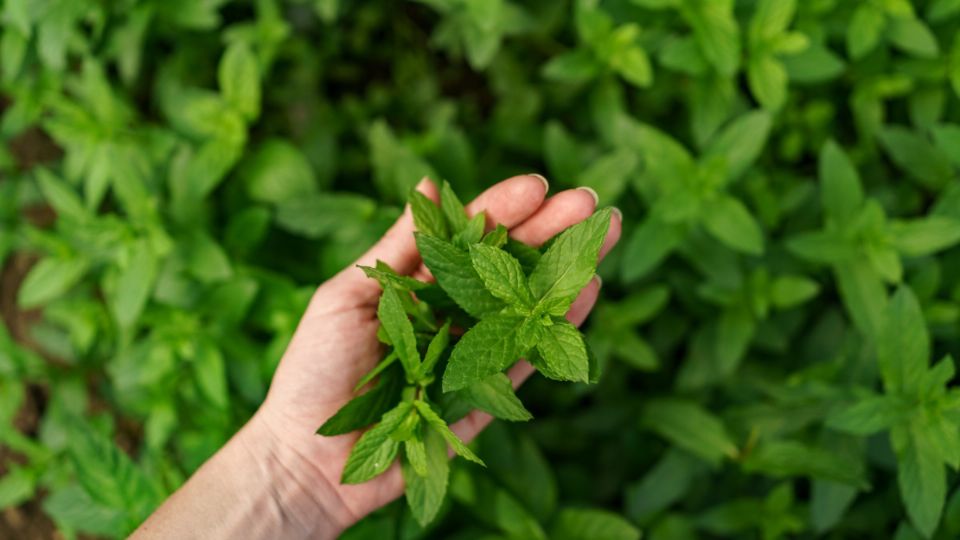 Stevia, una de las plantas medicinales para reducir la glucosa en sangre