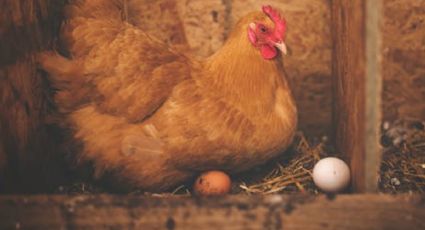 ¡Fin de la polémica! La ciencia confirmó qué fue primero, el huevo o la gallina