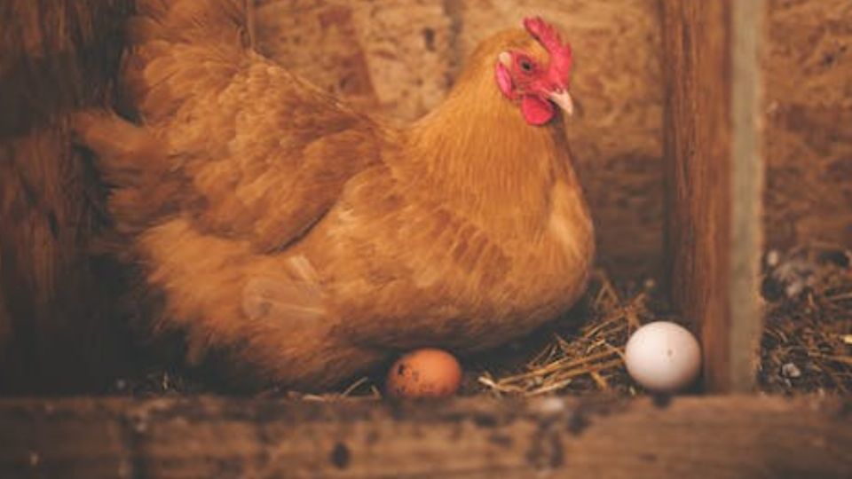 ¿Qué fue primero, el huevo o la gallina? Una pregunta que desveló a la humanidad por siglos.