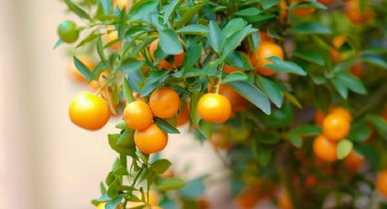 Sólo con 3 ingredientes, prepara el abono perfecto para tu árbol frutal