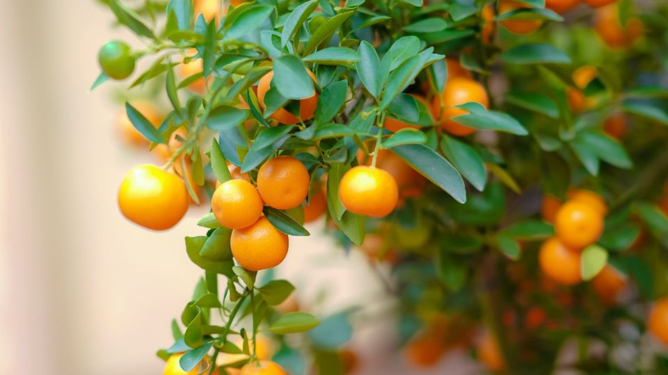 Ayuda a crecer a tus árboles frutales con este abono perfecto