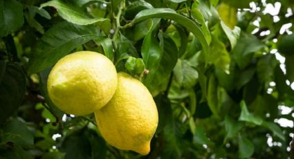 Respira profundo antes de conocer el abono casero perfecto para tu limonero