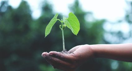 Este es el truco infalible para hacer florecer tus plantas todo el año