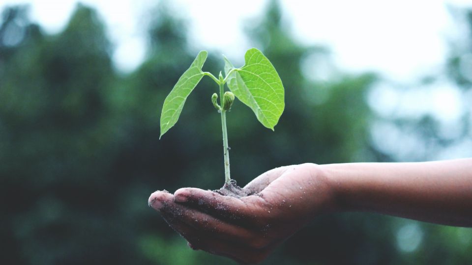 Ayuda a tus plantas a florecer con este truco de jardinería