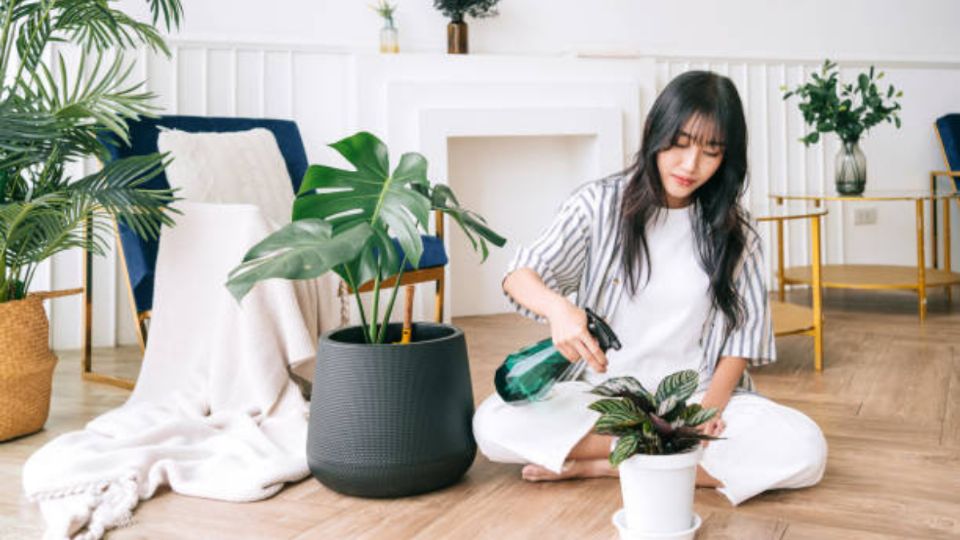 Hay sitios del hogar donde los expertos recomiendan NUNCA poner las plantas.