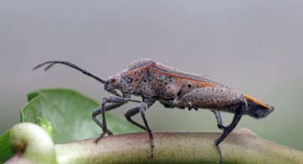 Una dosis de este plaguicida casero y las chinches dejarán tu jardín para siempre