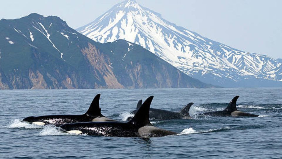 Orcas golpean a los barcos