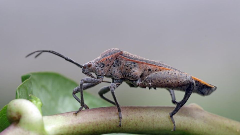 Olvídate de las chinches que atacan a tu jardín