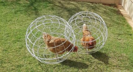 Te dejará sin aliento: conoce la jaula esférica para cuidar gallinas