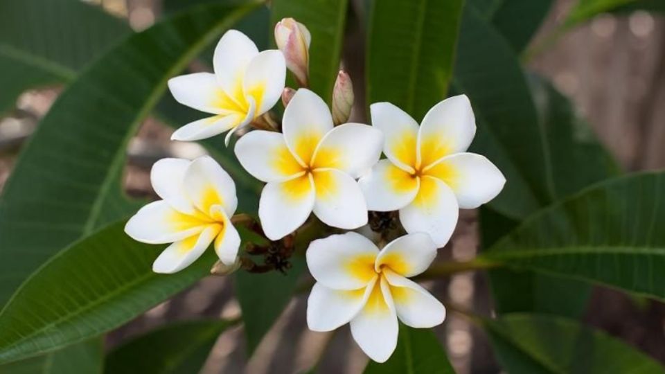 Aprovecha la belleza de la Flor de mayo