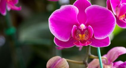 Este es el secreto de jardinería que deberás saber para que tus orquídeas tengan hermosas flores