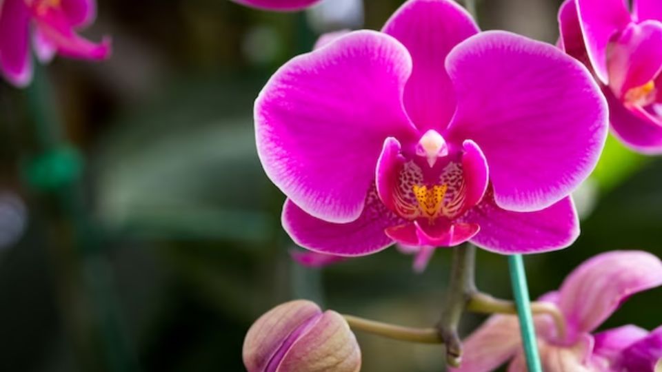 Con estos trucos, tus orquídeas crecerán fuertes y sanas