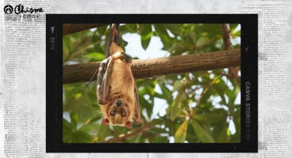 ¿Le temes a los murciélagos? Estos son los mejores repelentes naturales