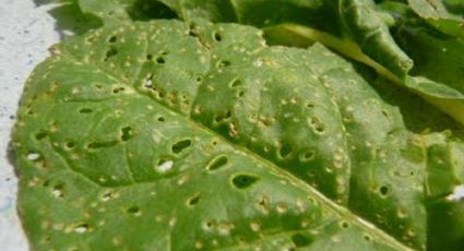 Dile adiós a las plagas que dañan tus plantas con este repelente casero