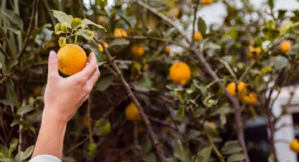 Este es el mejor fertilizante casero para que el limonero esté repleto de frutas