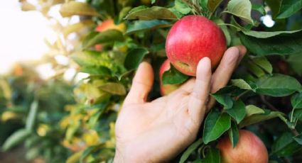 Prepara este remedio casero y los árboles frutales de tu huerto explotarán de frutas