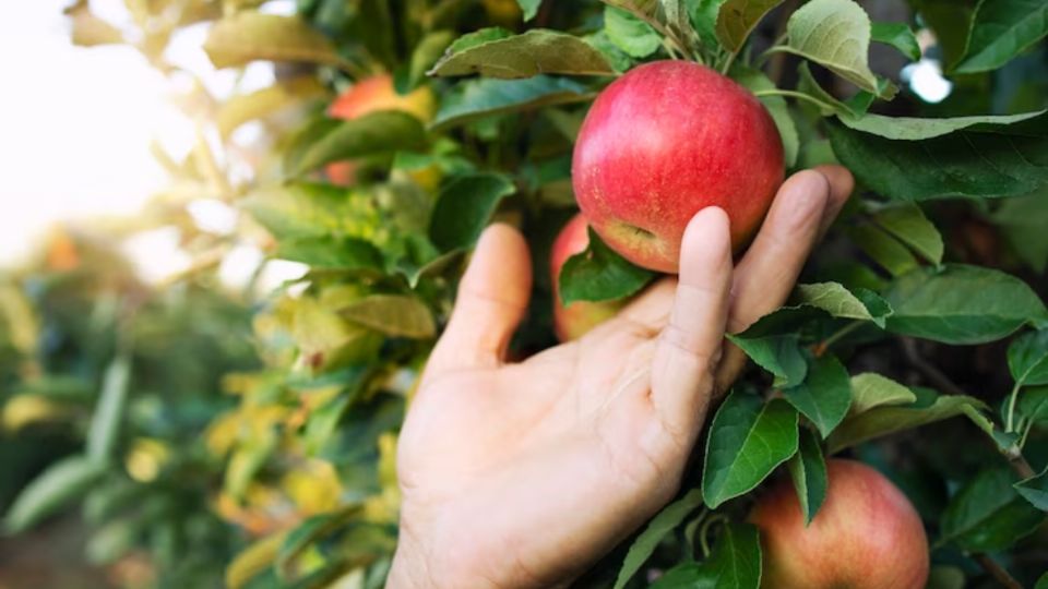 Cuida tus árboles frutales con este truco de jardinería