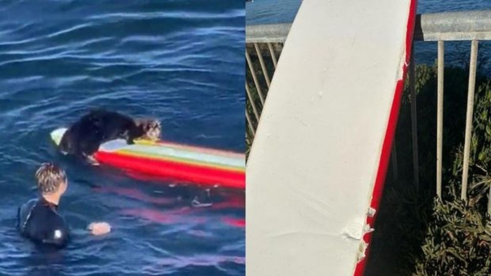 No es la primera vez que esta nutria se ve cometiendo 'delitos'.