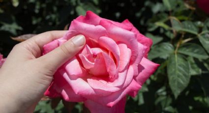 Una cucharadita de este funguicida casero y tus rosales estallarán de flores