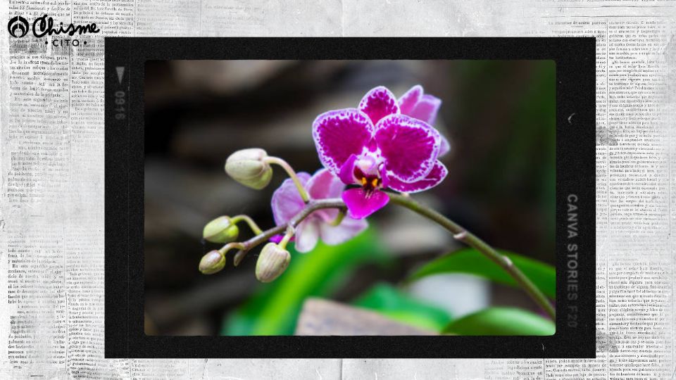 Con estos secretos, tus orquídeas estarán radiantes