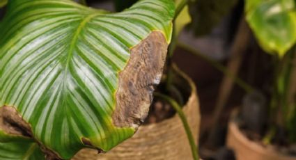 Plantas con hojas negras: así puedes salvarlas con un barato insecticida casero