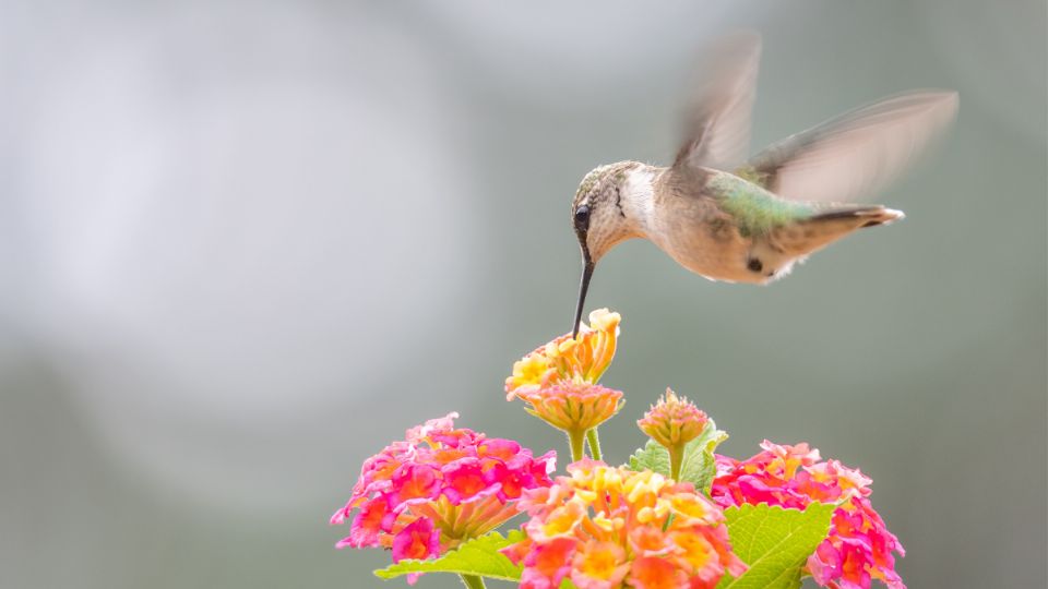 Así tendrás más colibríes en tu jardín