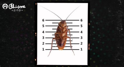 Cucarachas: el MEJOR insecticida casero para eliminar las plagas