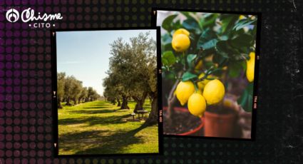 Estos son los mejores árboles frutales para plantar en otoño