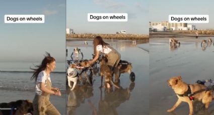 Intenta no enamorarte con estos perritos disfrutando de la playa en sillas de rueda