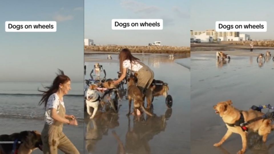 Un perro se robó el corazón de todos disfrutando de la playa en silla de ruedas.