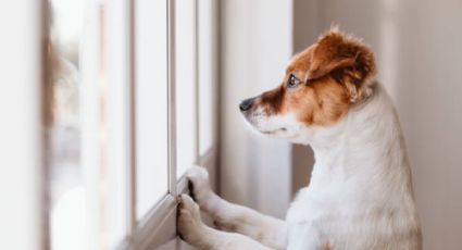 3 razones por las que tu perro escapará de casa