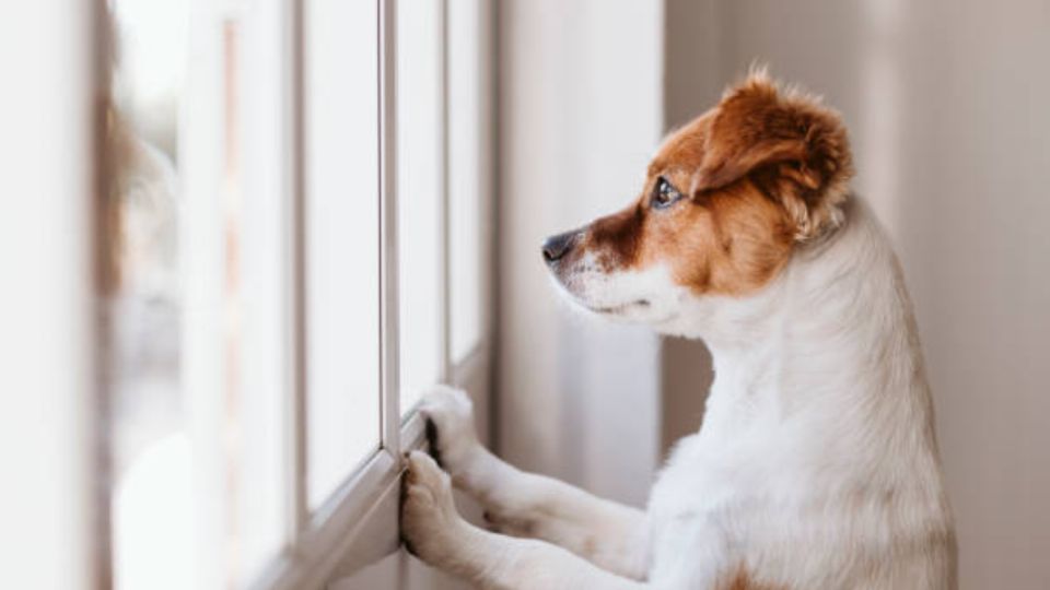 Es bueno entender cuáles son los motivos que llevan a tu perro a tener este comportamiento