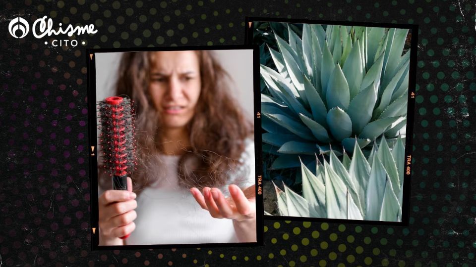 La alopecia se puede contrarrestar con un buen shampoo de Manfreda triturada.