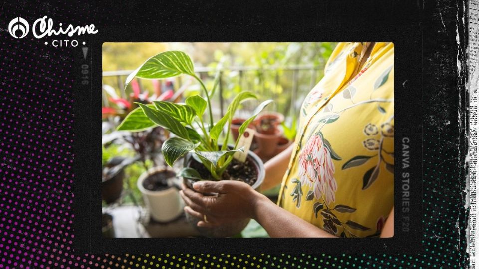 Descubre las plantas de interior que crecen en el invierno.
