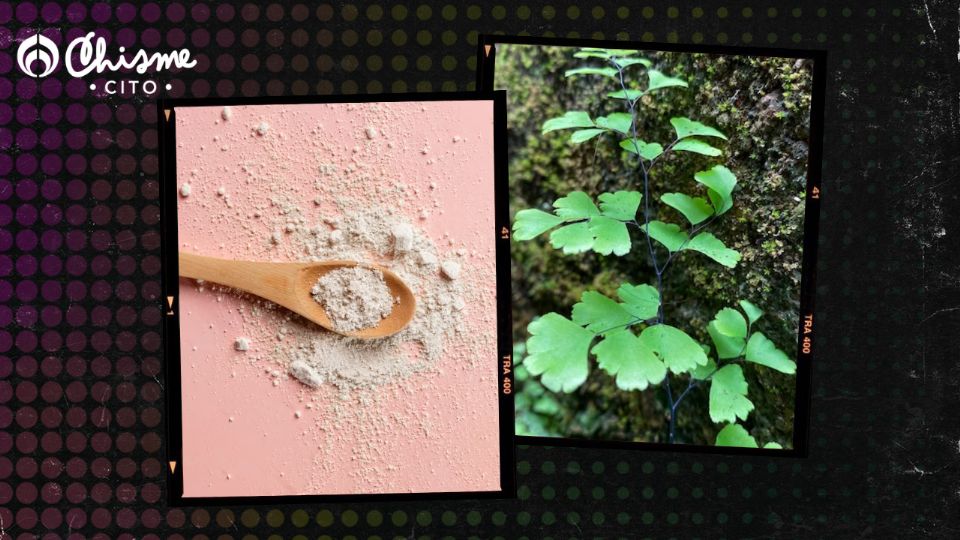 La planta de moringa sirve para incorporar colágeno al cuerpo.