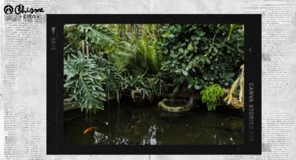 Descubre la planta que crece en el Amazonas y que te ayudará a quitar las manchas del rostro