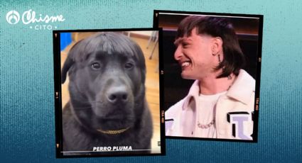 El corte 'Peso Pluma': la tendencia que es furor hasta en los perros