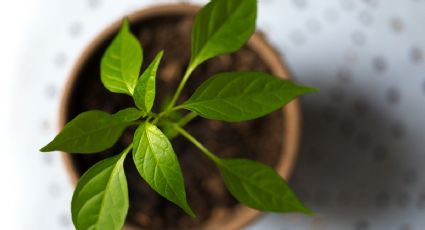 Despídete de las energías negativas de tu hogar con esta planta aromática