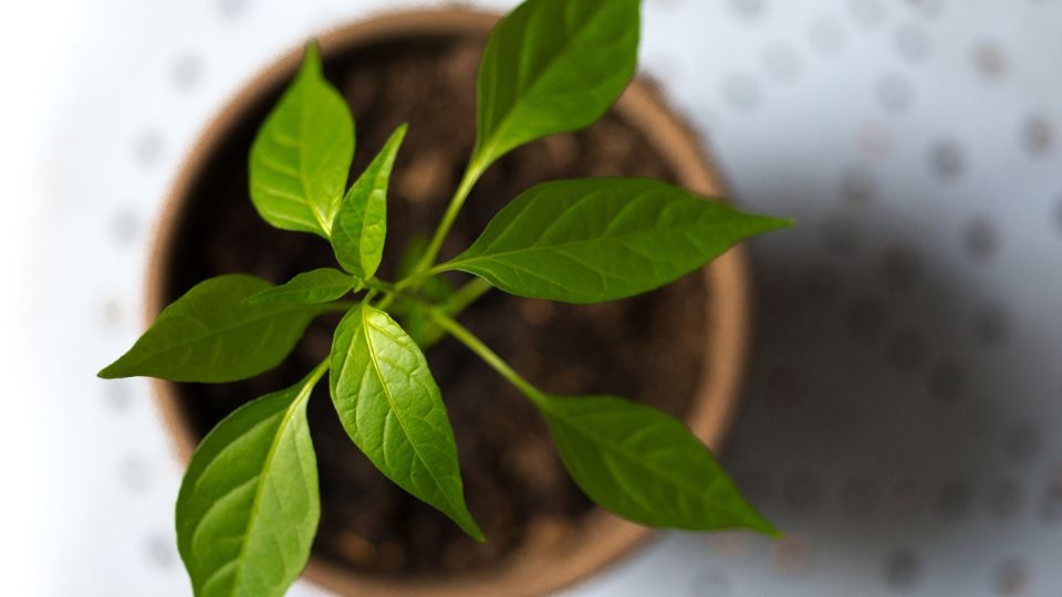 Ayudan a eliminar las malas energías