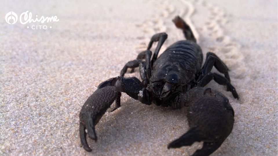 Los alacranes detestan el aroma del vinagre.