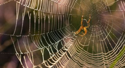 El secreto de especialistas para identificar si una araña es venenosa