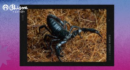 Alacranes: elimínalos de tu vida, solo con lavanda