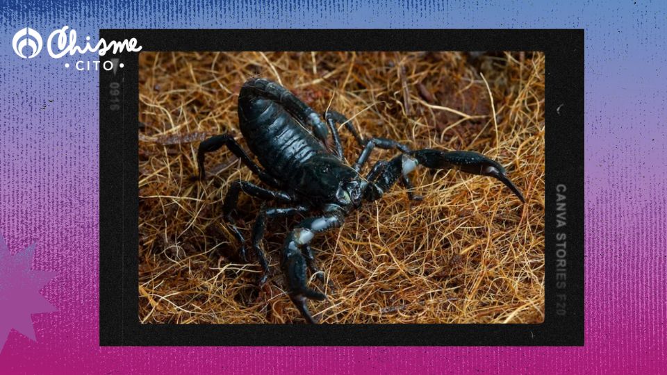 Los alacranes y escorpiones detestan la lavanda.